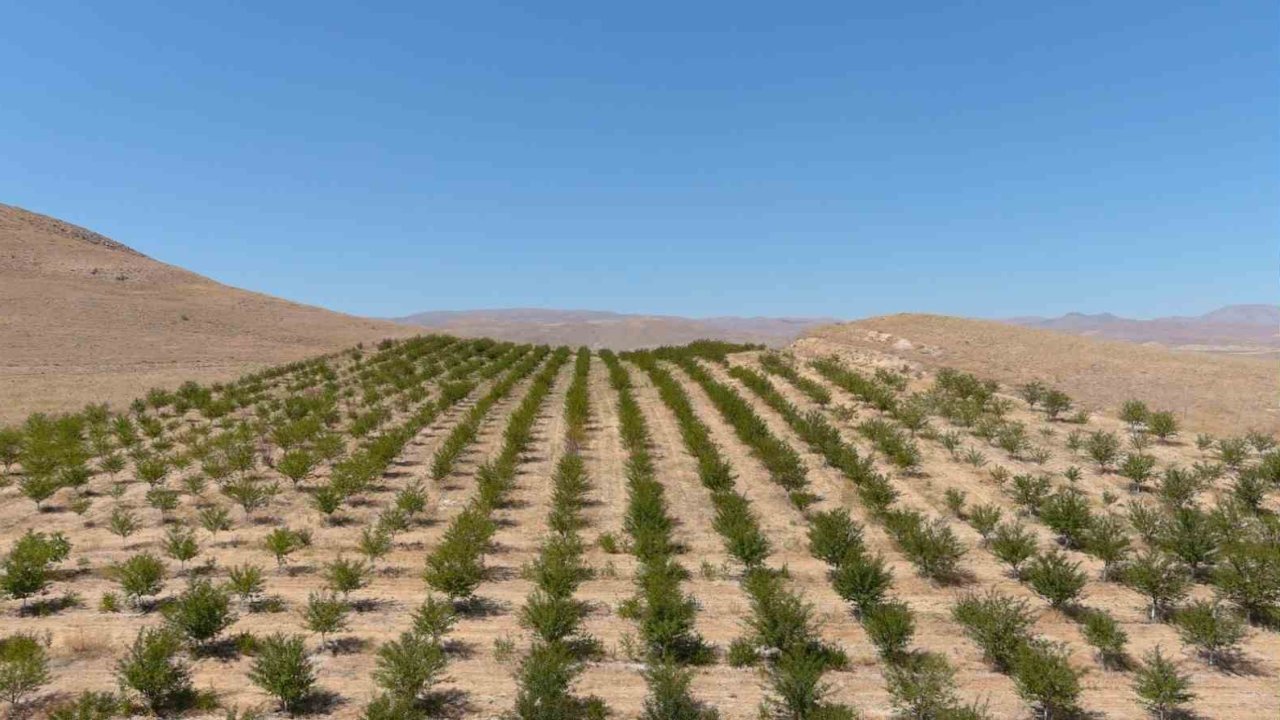 250 dekarlık alana 10 binin üzerinde vişne ağacı dikerek zoru başardı