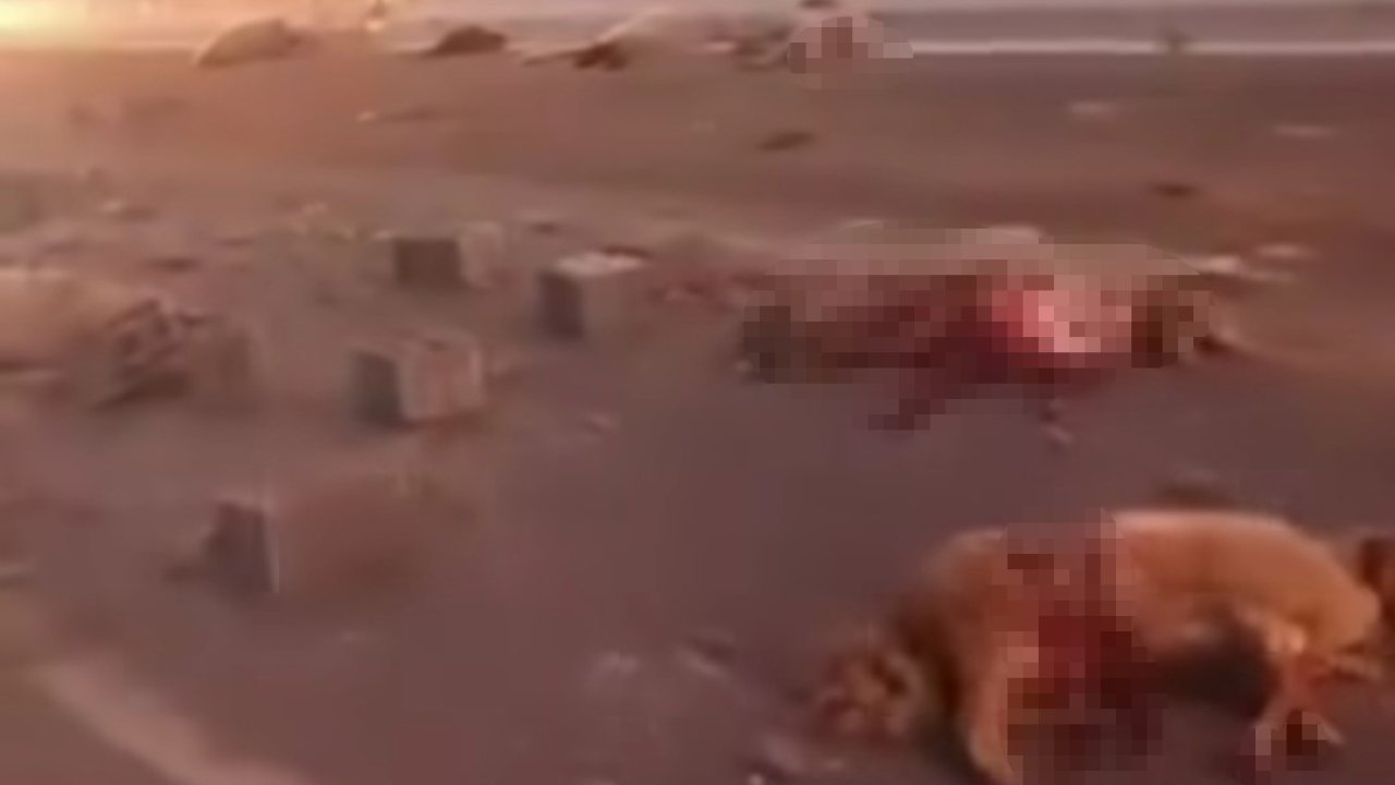 Van’da kamyonet sürüye çarptı: 37 koyun telef oldu