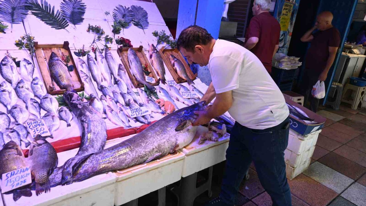 40 kiloluk yayın balığını görenler ’Canavar gibi’ diyor