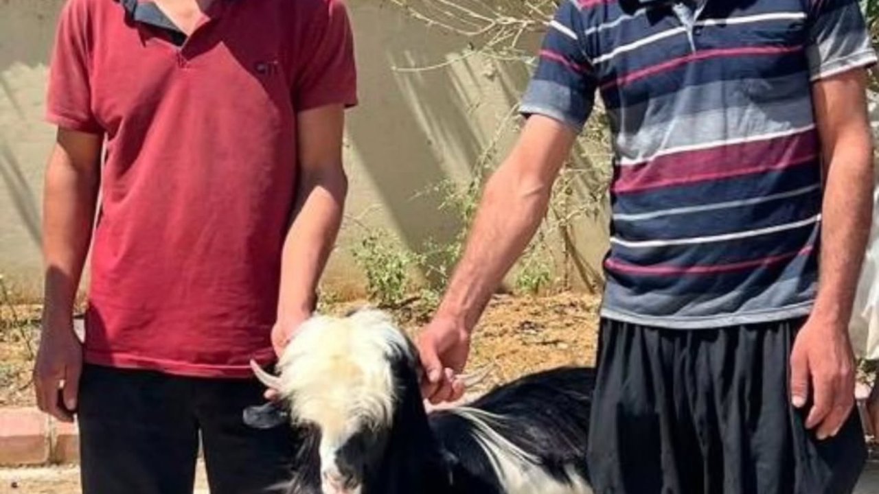 Adana’da keçi çalan 2 şüpheli yakalandı