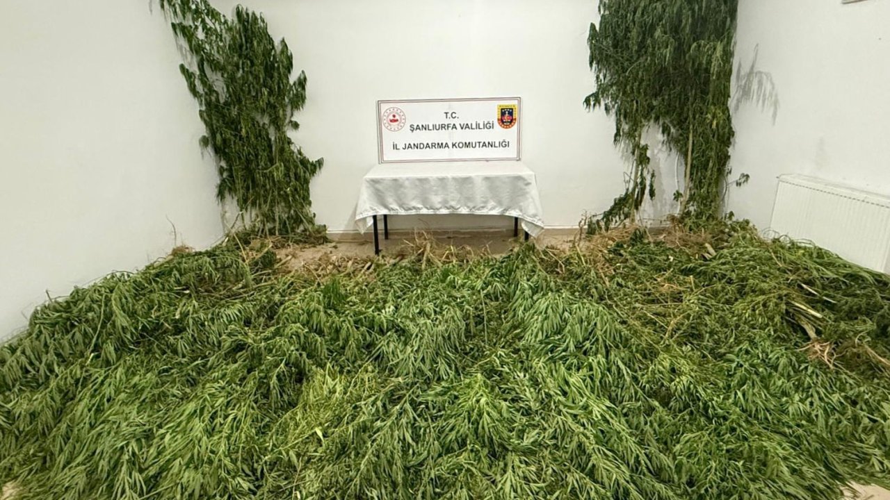 Şanlıurfa’da 2 kilo esrar ile 555 kök kenevir ele geçirildi: 3 gözaltı