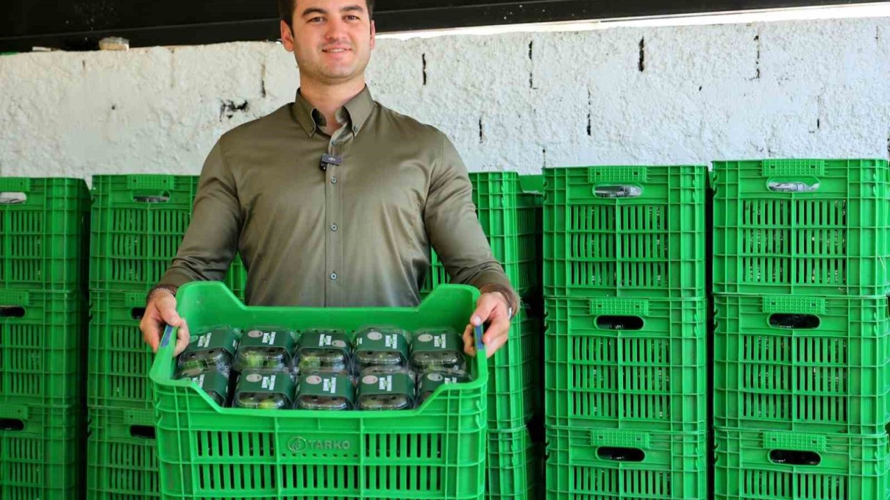 Yeşil Bodrum Mandalini, vatandaşla buluşuyor