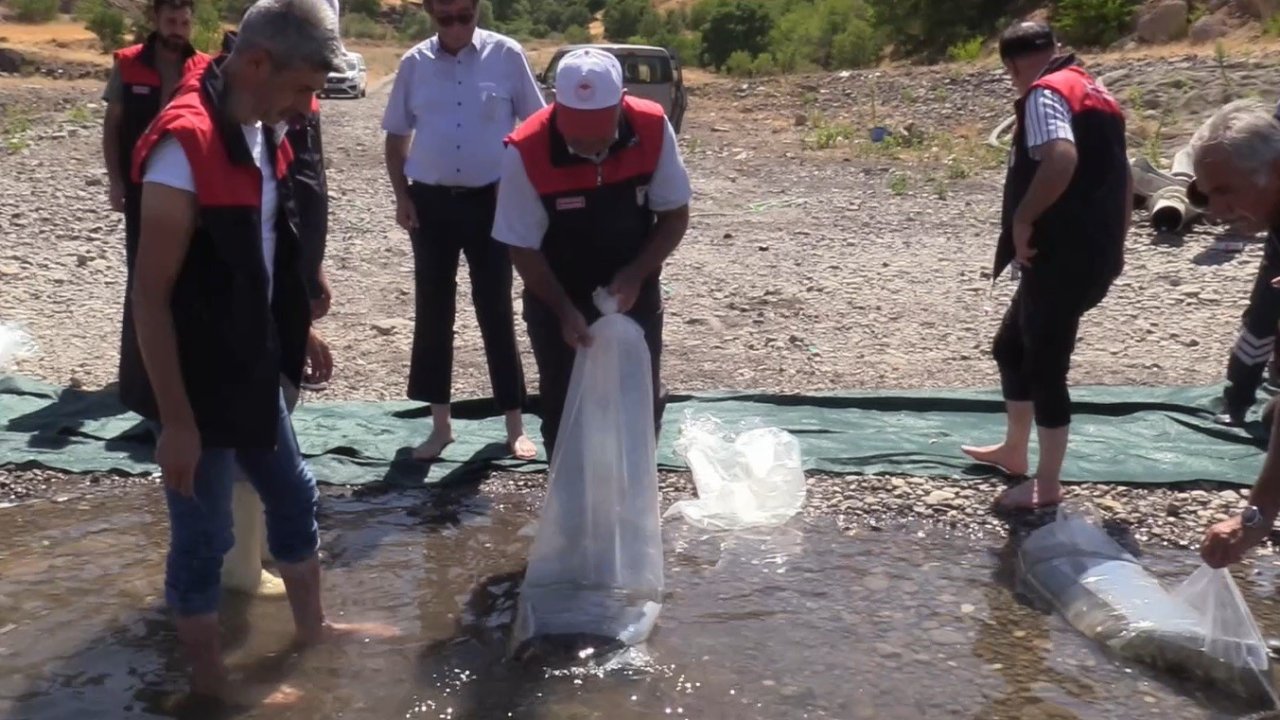Elazığ’daki su kaynaklarına 5 milyon 786 bin yavru sazan bırakılacak