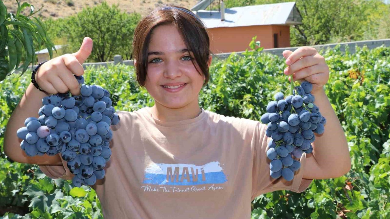 İki asırlık Üzümlü’nün bağlarında Cimin üzümü hasadı başladı
