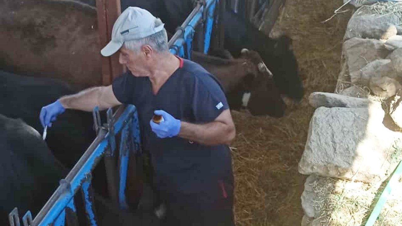 Nazilli’de şap hastalığına karşı aşılama çalışmaları sürüyor