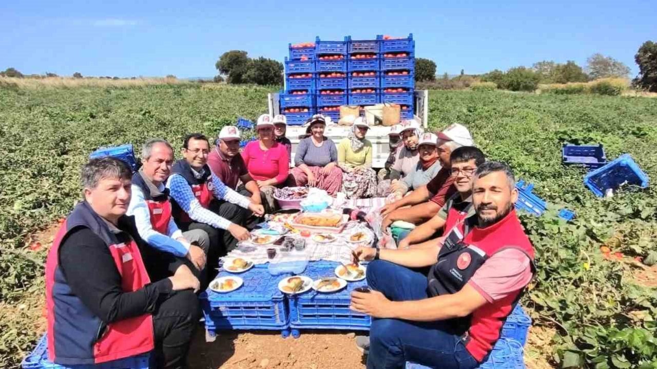 Çanakkale’de İl Tarım Müdürlüğünden üreticilere domates hasadı ziyareti