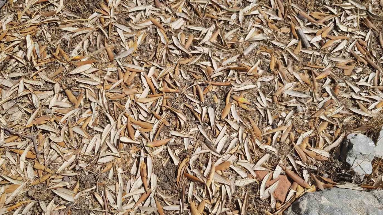 Kuraklık zeytin ağaçlarını verim ve kalitede vurdu