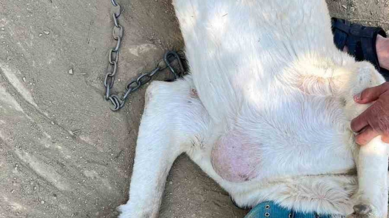 Göğsünde tümör bulunan köpek ameliyat edildi