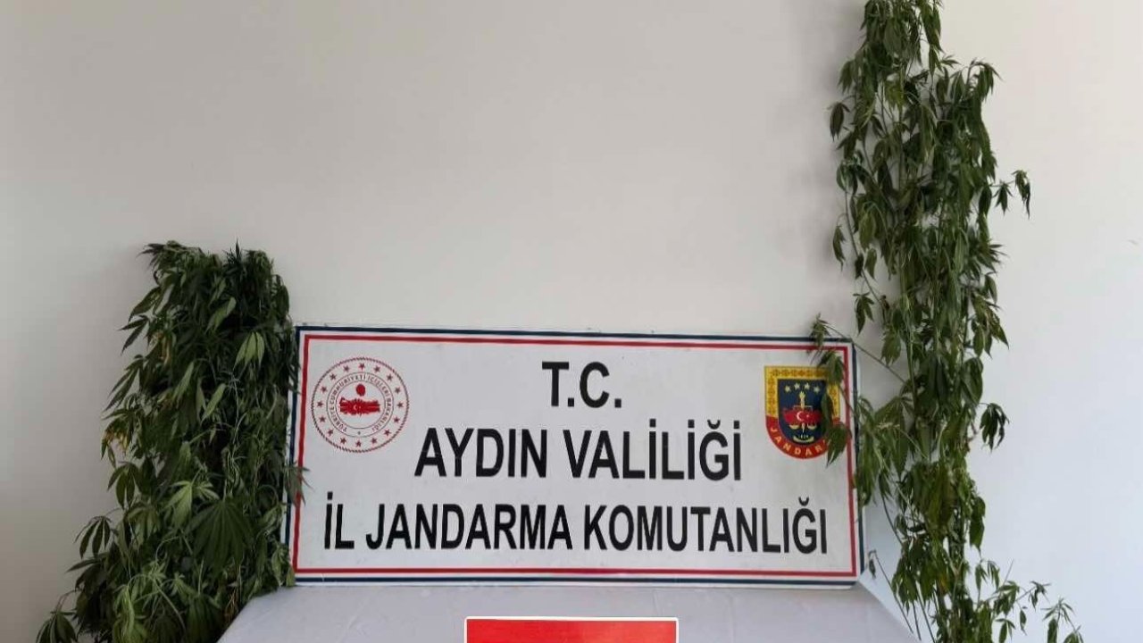 Jandarmadan uyuşturucu operasyonu: 12 şüpheli yakalandı