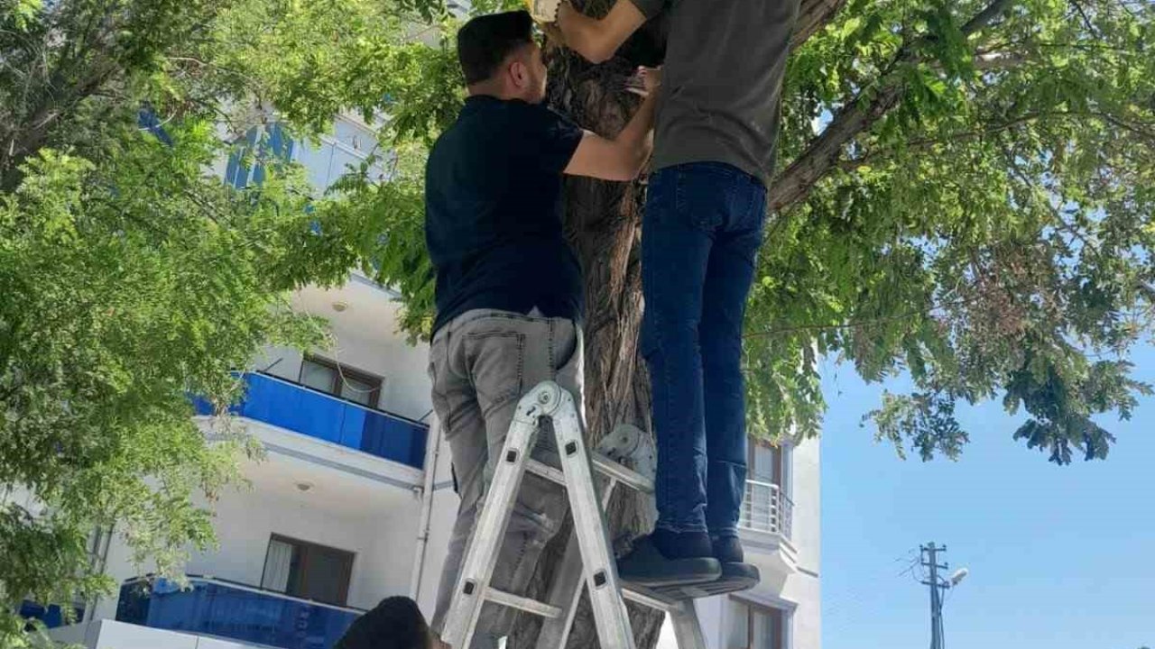 Karapınar’da esnafın kedi seferberliği