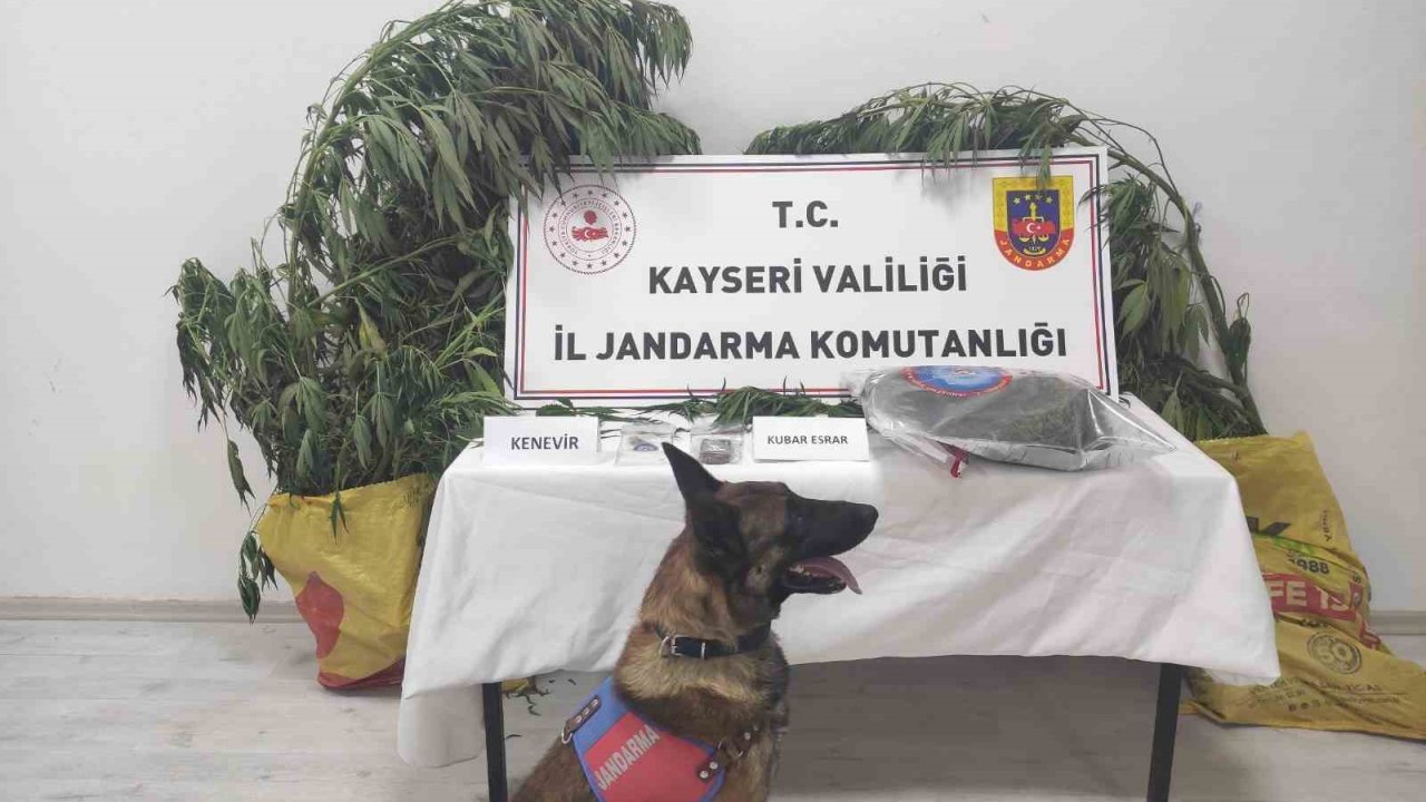 Kayseri’de 7 kök kenevir ele geçirildi: 1 gözaltı