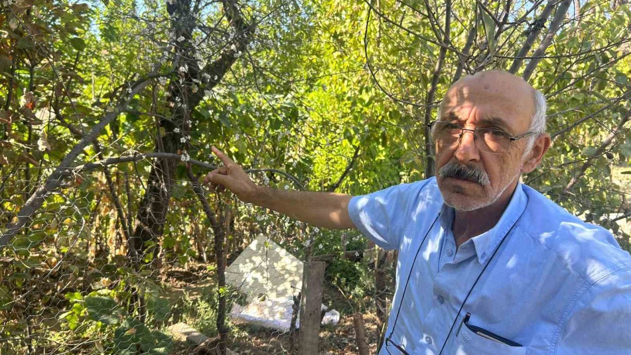 Eskişehir’de erik ağacı ağustosun sonunda çiçek açtı