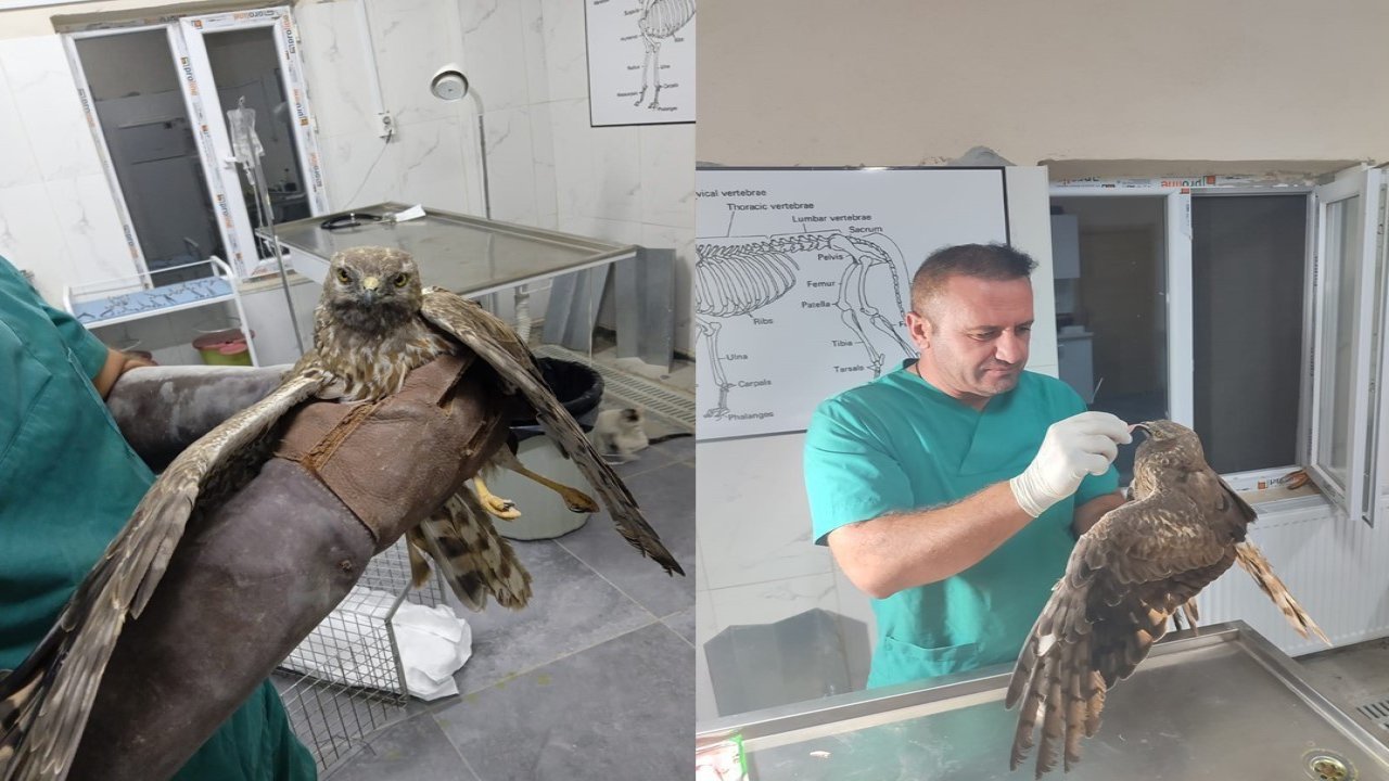 Hakkari’de tedavi edilen şahin tekrar doğaya bırakıldı