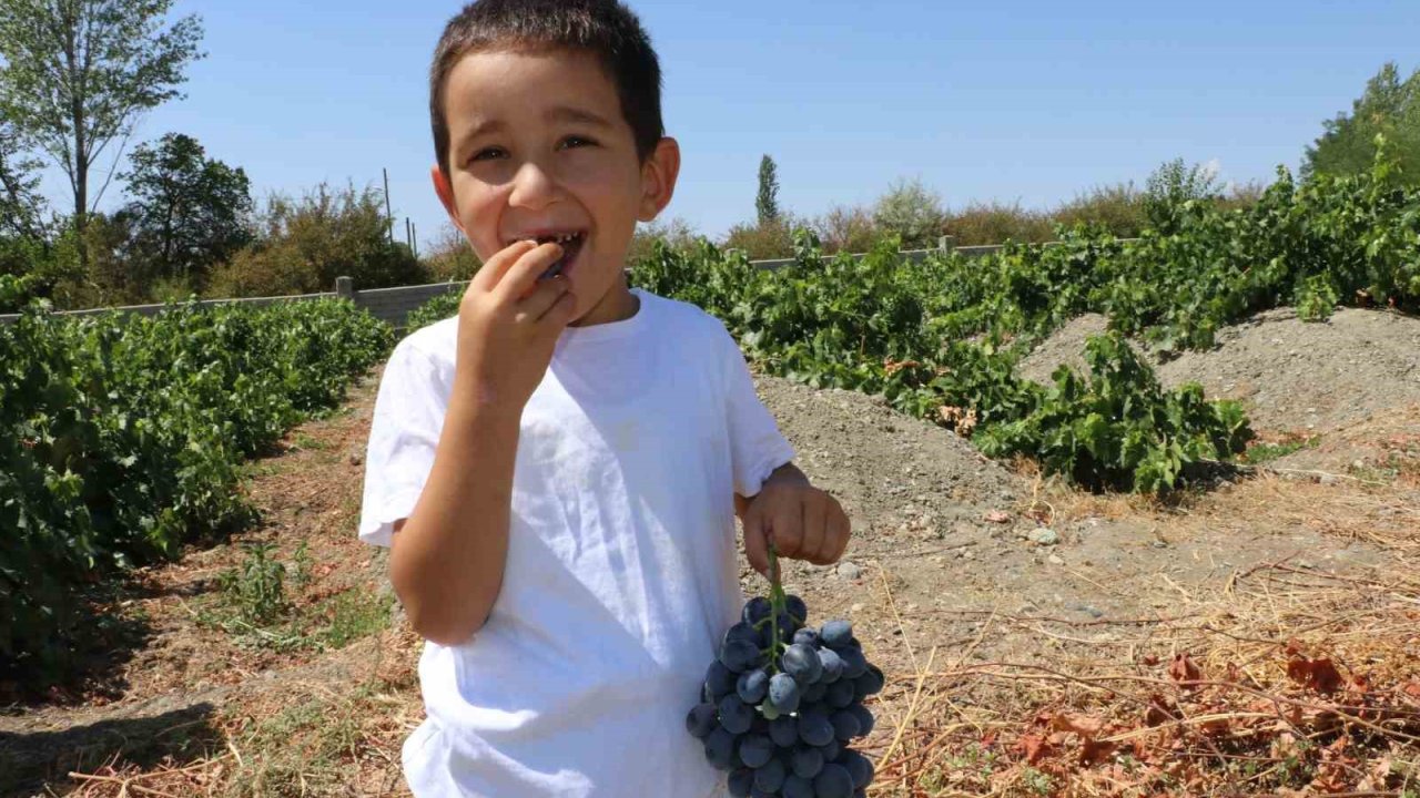 Cimin Üzümü hastalıklara şifa