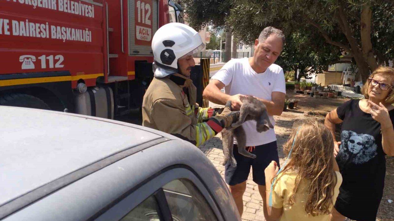 Hatay’da palmiyede mahsur kalan kedi ekipler tarafından kurtarıldı