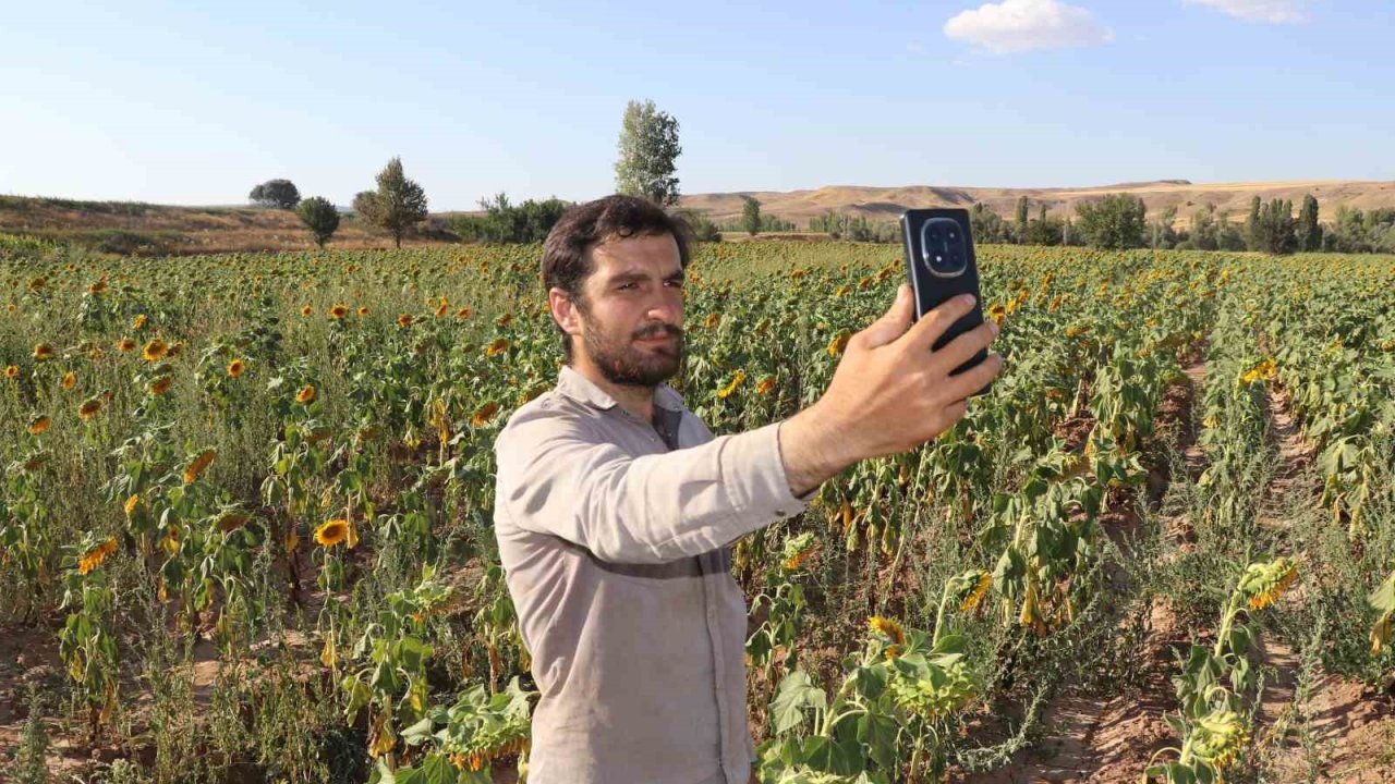 Boynunu eğen günebakanlar, hasat için gün sayıyor