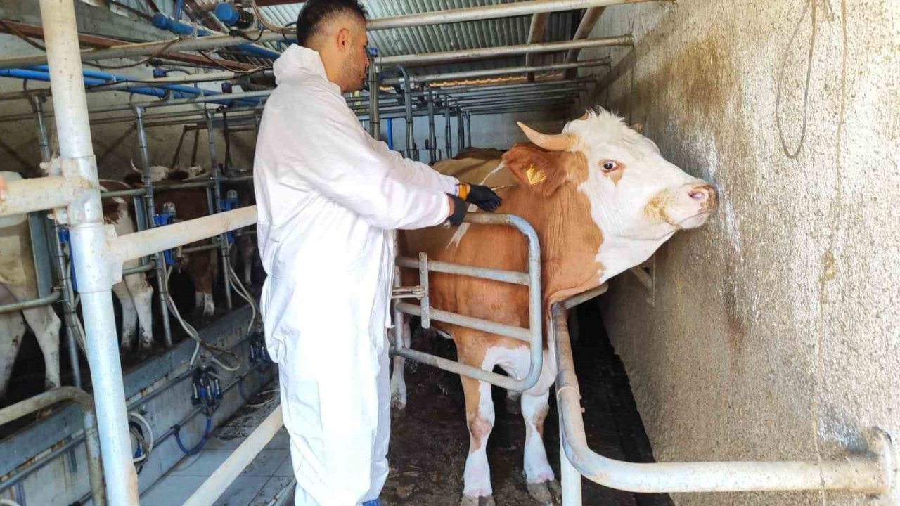 Tokat’ta şap hastalığına karşı kesintisiz mücadele