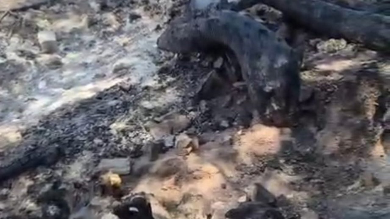 Denizli’deki yangın alanında kurtarılamayan bazı hayvanlar telef oldu