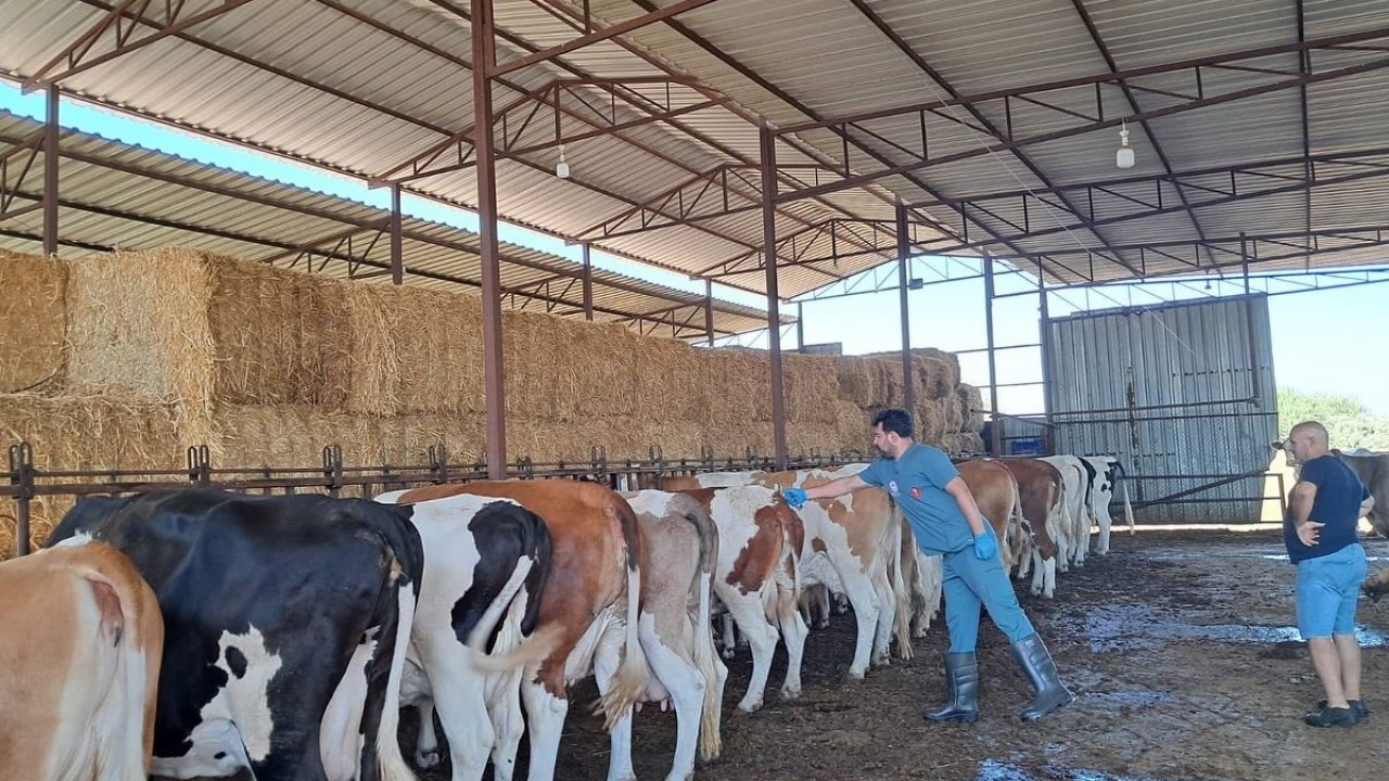 Köşk’te şap aşılaması başladı