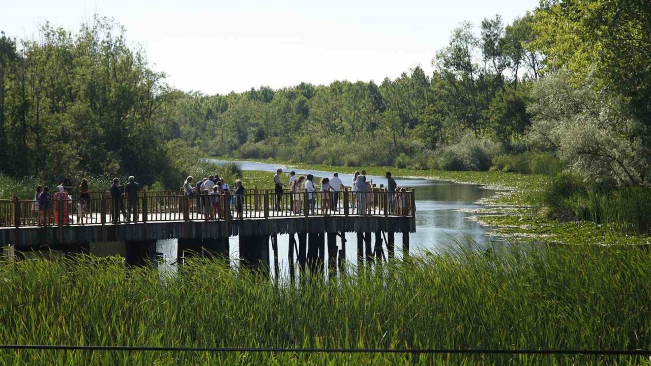 Acarlar Longozu yaz sezonunda ziyaretçi akınına uğradı
