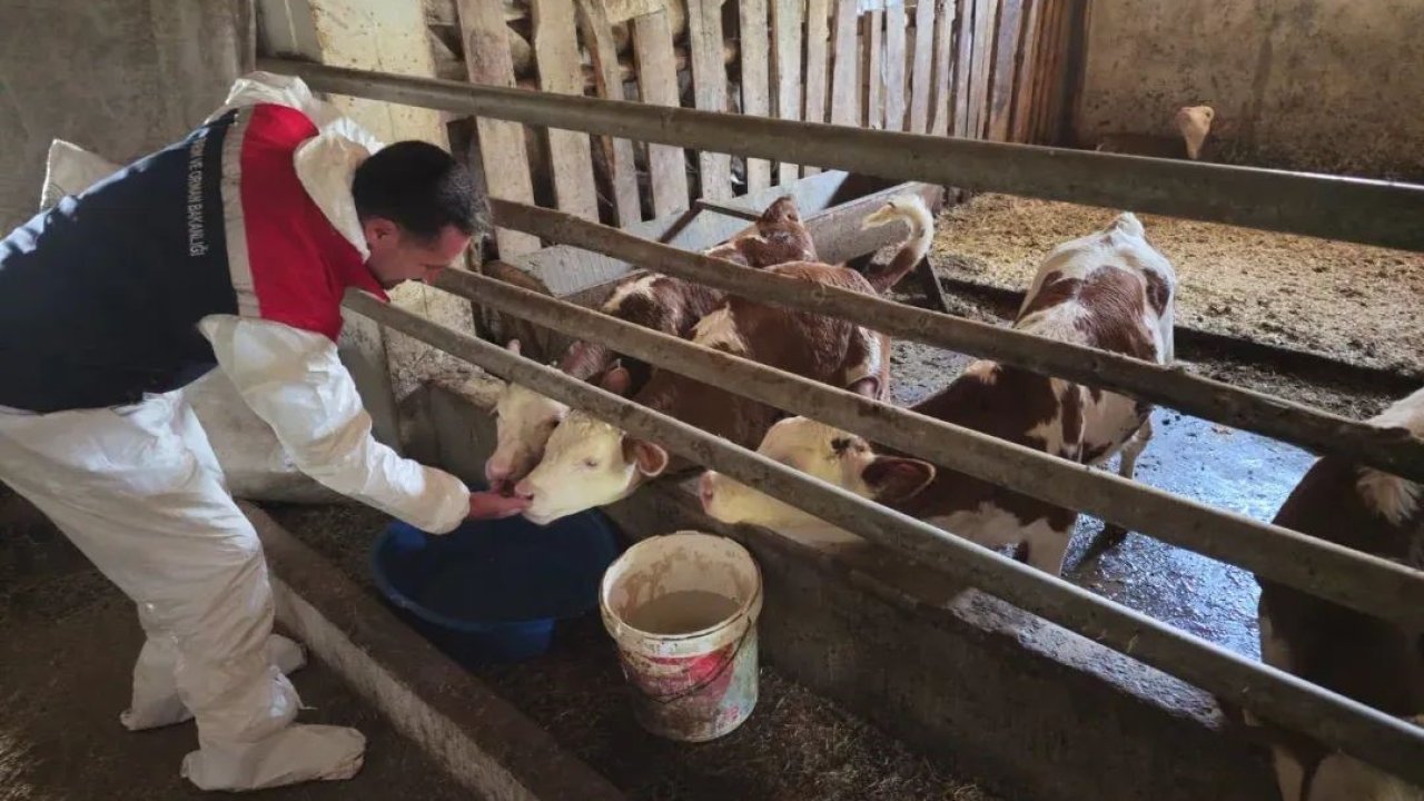 Bitlis’te aşılama çalışmaları devam ediyor