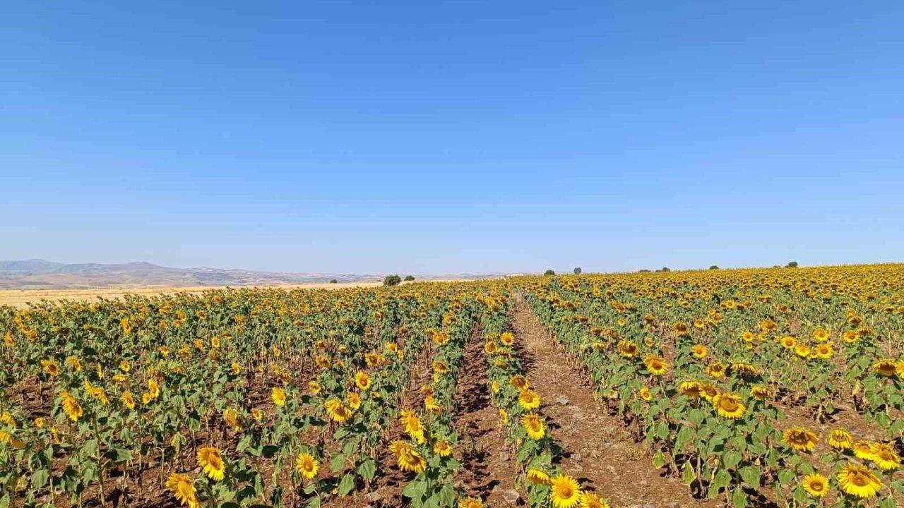 Çemişgezekli çiftçi, ilçede ilk kez yağlık ayçiçeği üretimi yaptı