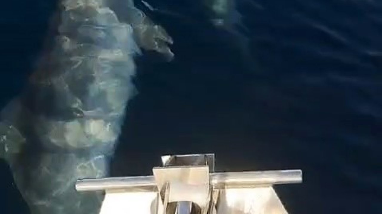 Tekirdağ’da yunusların tekneyle yarışı kamerada