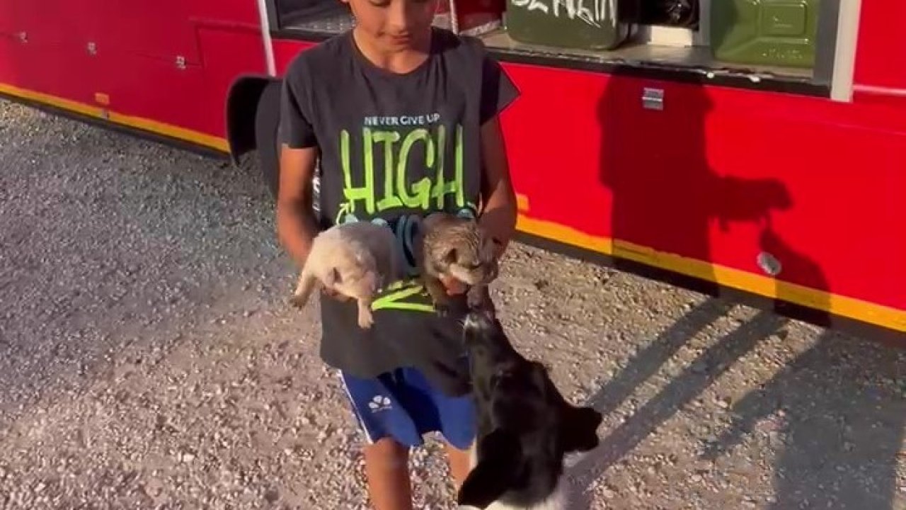 Çocuklar ihbar etti, atık su borusuna sıkışan yavru köpekler kurtarıldı