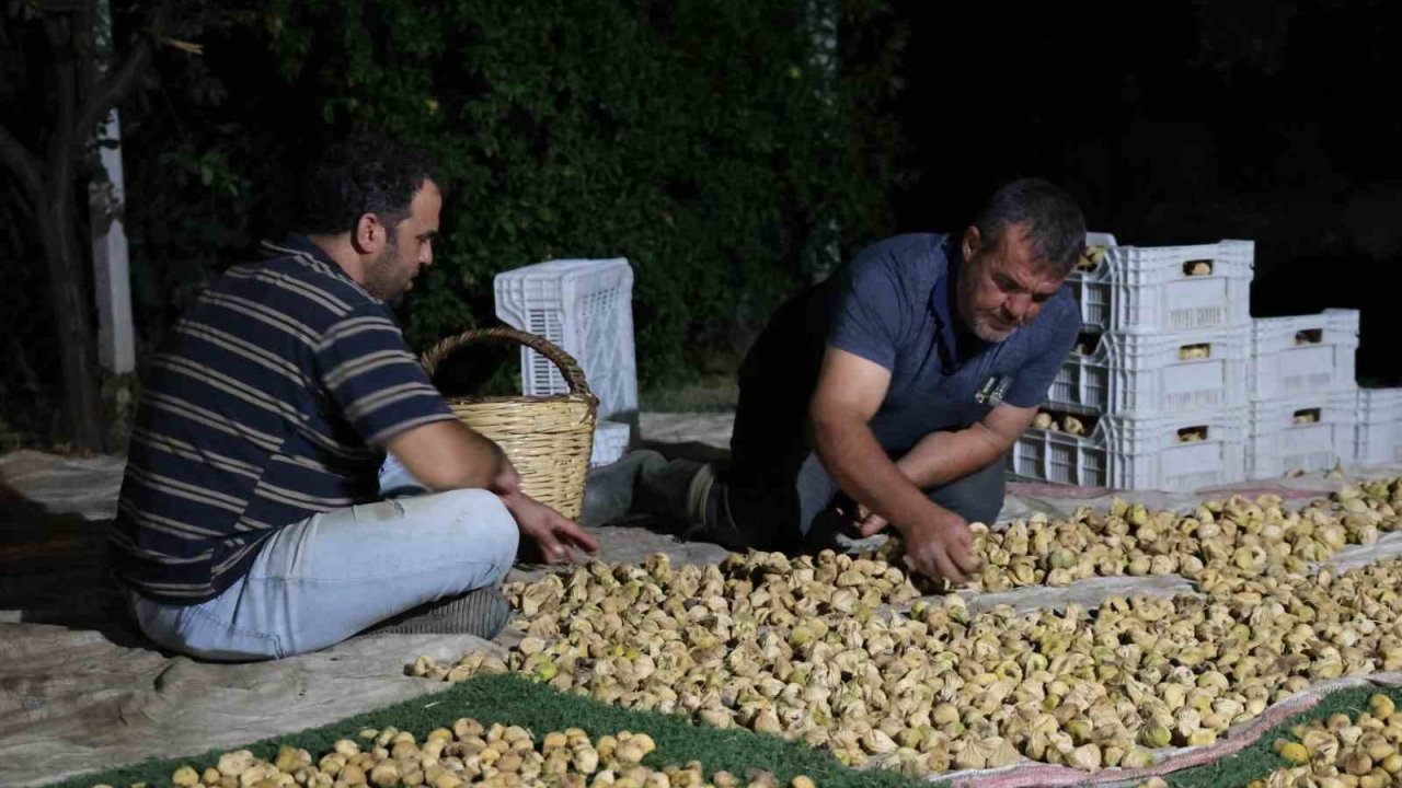 İncir üreticisi gecesini gündüzüne katarak üretim yapıyor