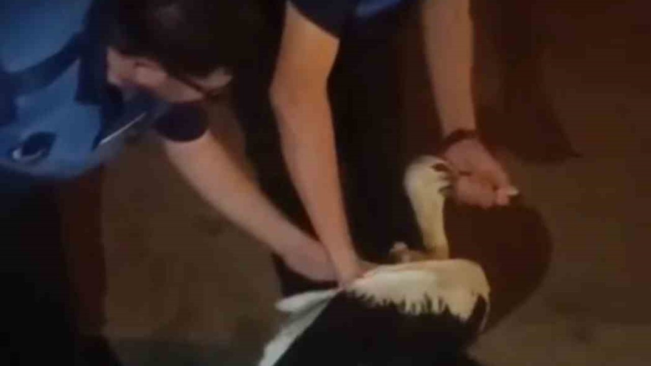 Reyhanlı’da bitkin halde bulunan leylek, zabıta ekiplerince koruma altına alındı