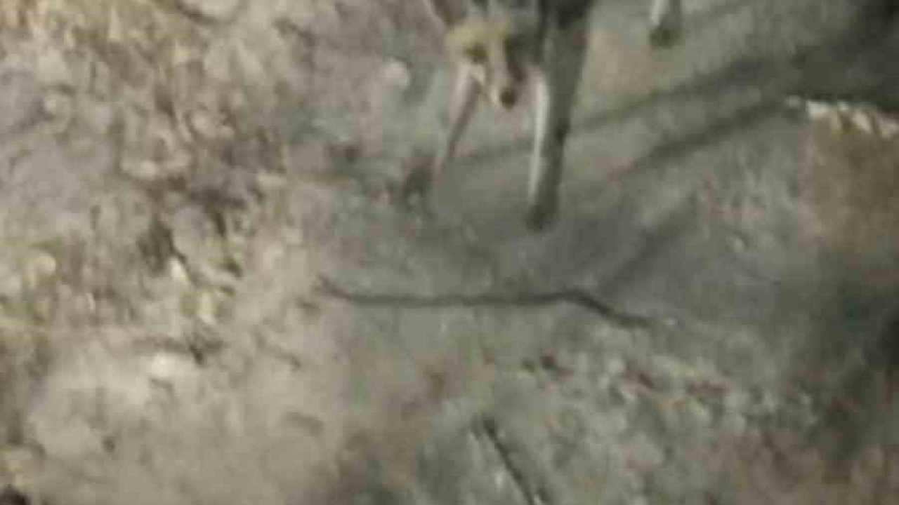 Tabiat parkına inen tilki piknikçiler tarafından görüntülendi