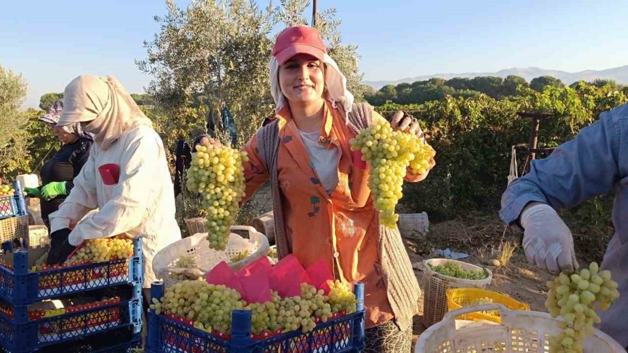 Sarıgöl’de hayat üzümle dönüyor