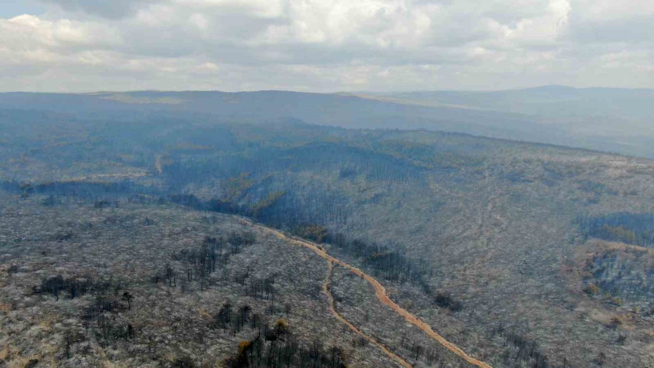 Orman yangınının ardından ortaya çıkan acı manzara böyle görüntülendi