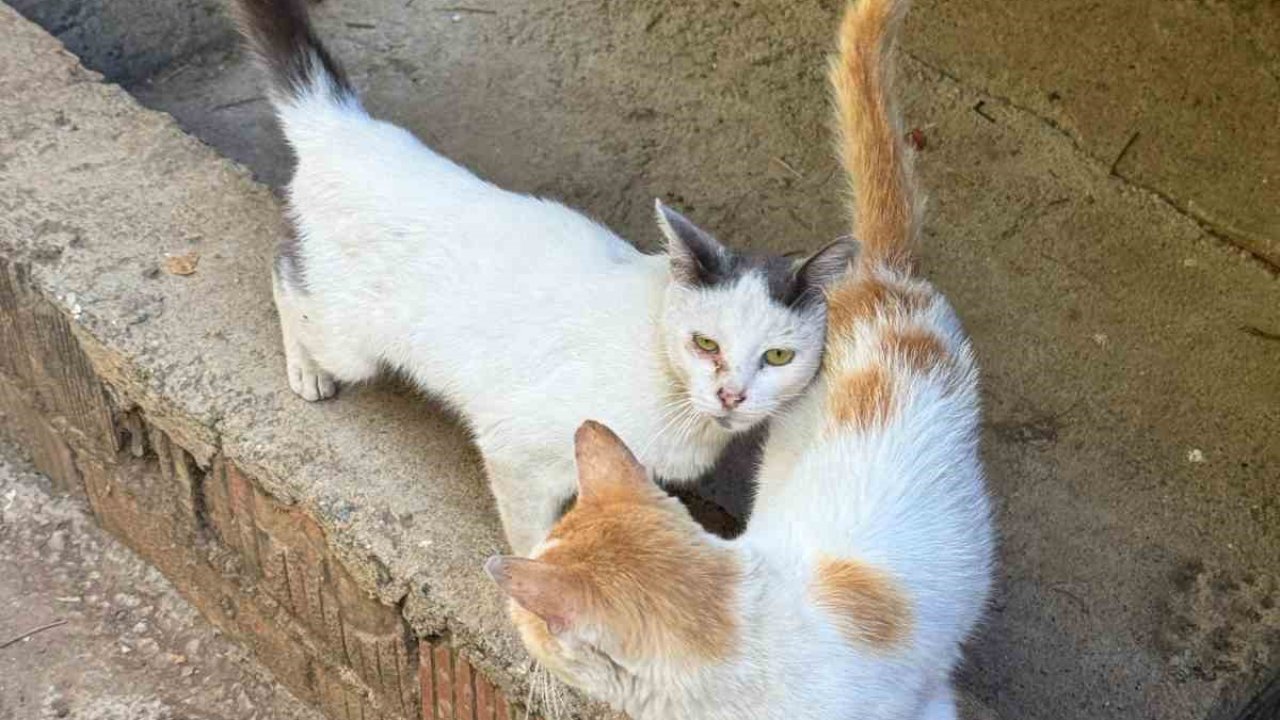 Tarım Müdürlüğünden mikroçip zorunluluğu uyarısı