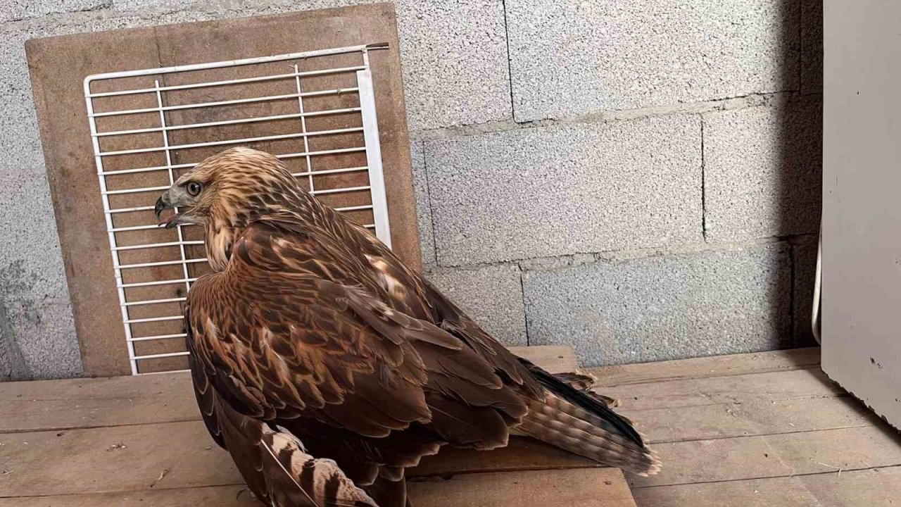 Karapınar’da yaralı kızıl şahin bulundu