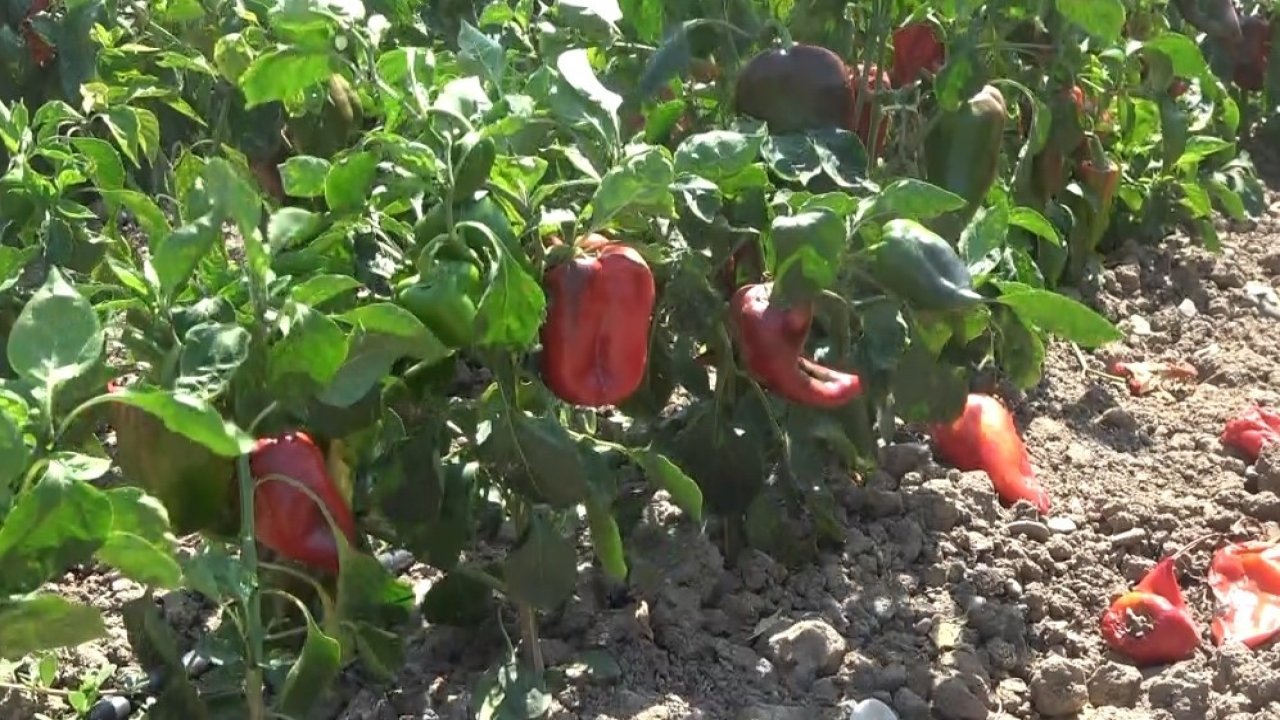 Bafra Ovası’nda kapya biber hasadı