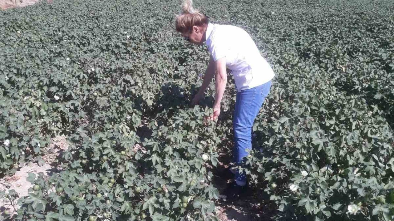 Söke’de zararlı popülasyonunda artış gözlemlendi