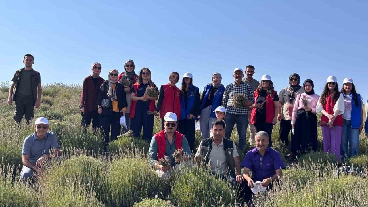 Gençler lavanta hasadı için bir araya geldi