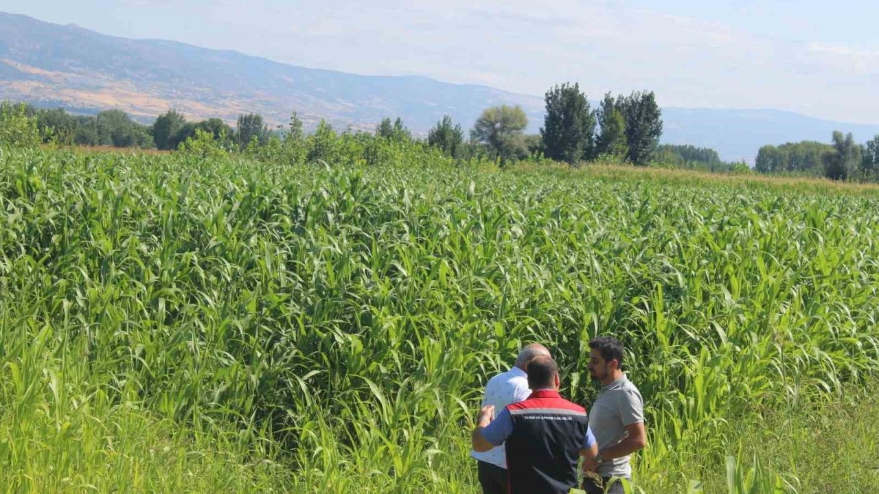 Sorgum sudan otu üretimi Tokat’ta yem bitkisi çeşitliliğini artırıyor