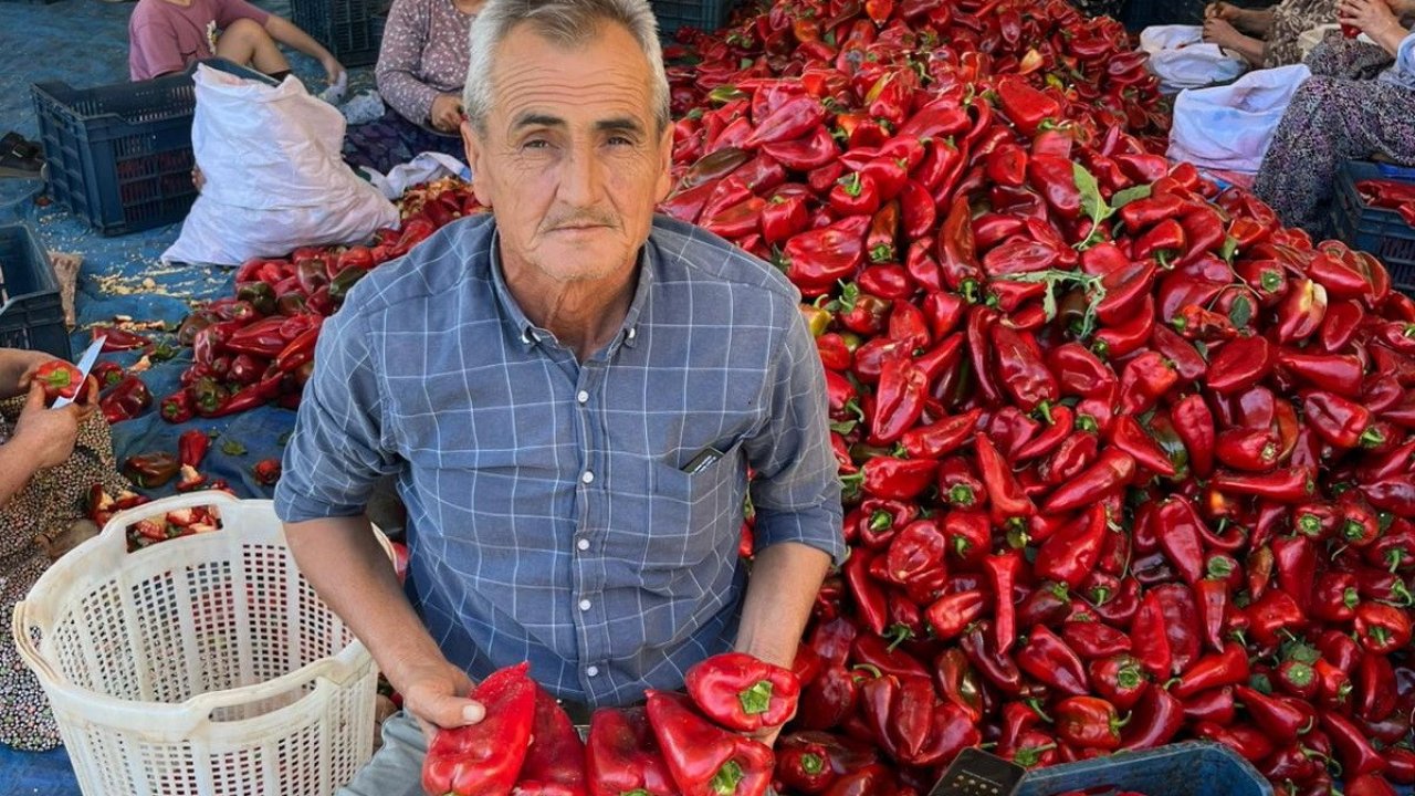 Salihli’de kapya biberde hasat zamanı