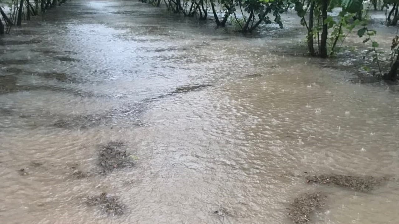 Samsun’da sağanak: Fındık bahçeleri göle döndü