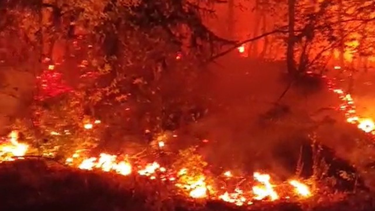 Düzce’de bir bölgede daha orman yangını çıktı