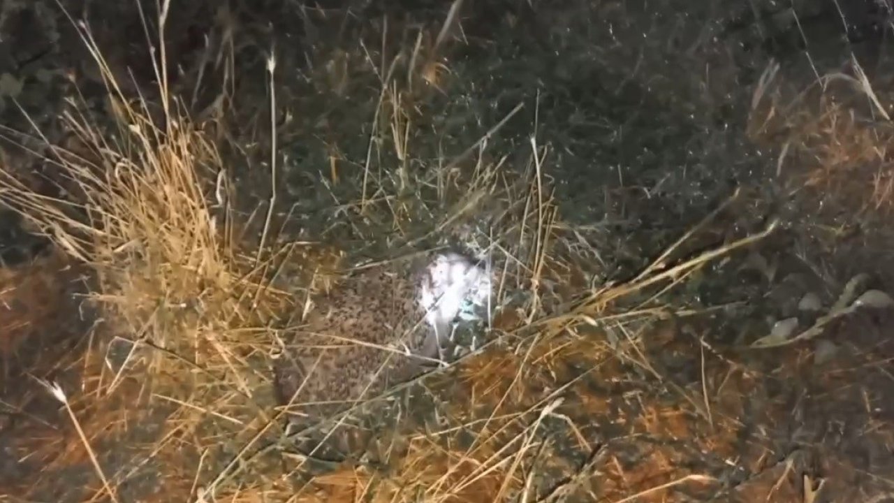 Erzincan’da şaşırtan olay: Civcivleri yiyen tilki değil kirpi çıktı