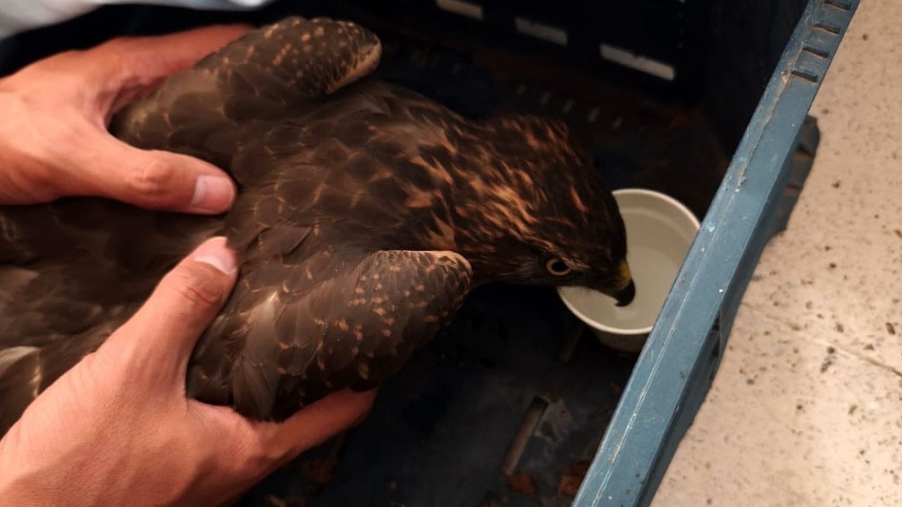 Yaralı şahin jandarma ekiplerince bulundu