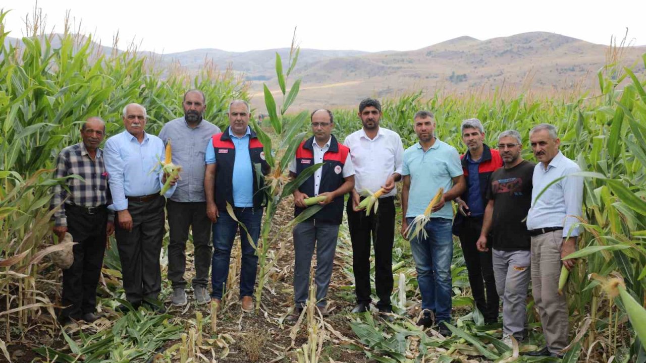Elazığ’da 98 bin ton silajlık mısır üretimi bekleniyor