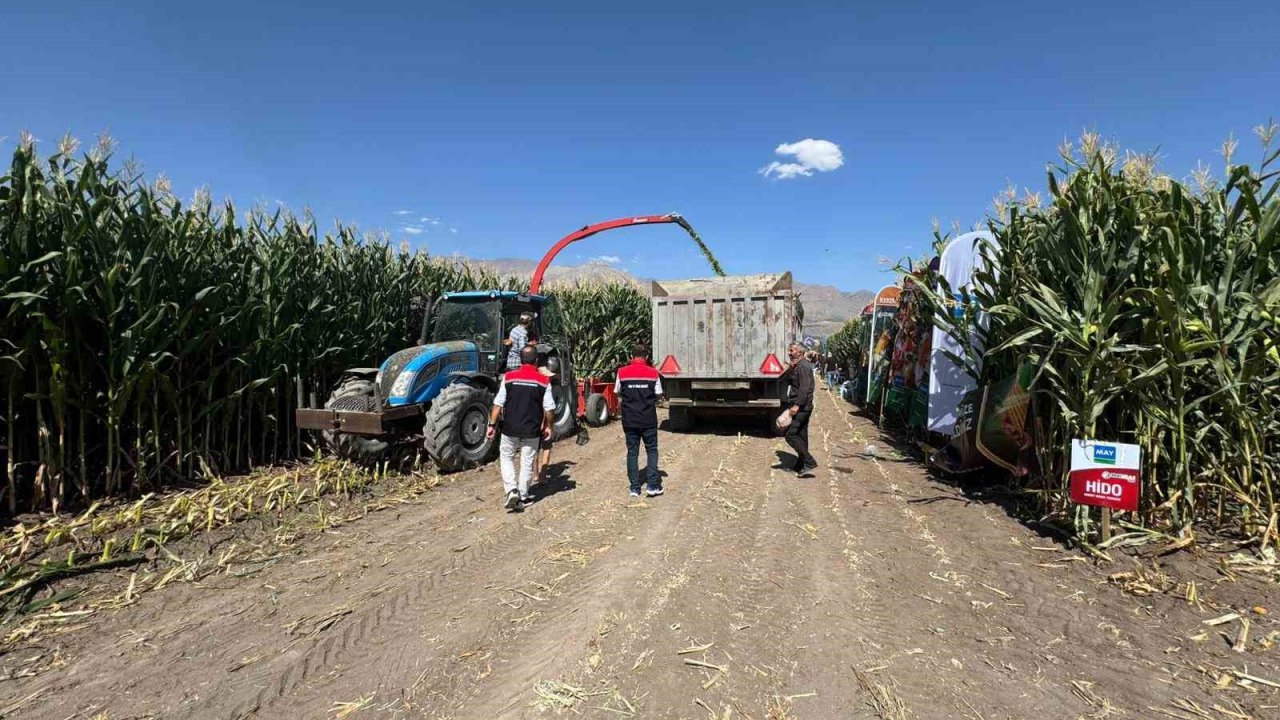 Erzincan’da silajlık mısırın hasadı sürüyor