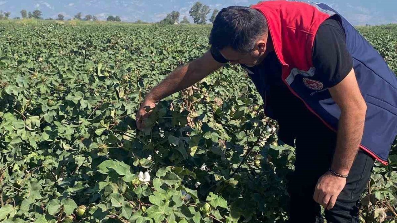 Pamukta zararlı yoğunluğuna rastlanmadı