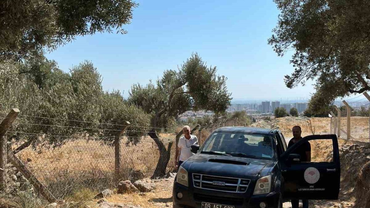 Söke’de zeytin rekolte tahmin çalışmaları başladı