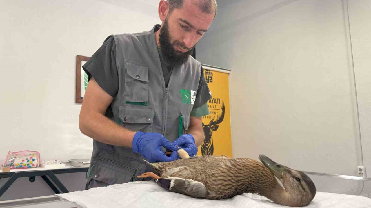 Yorgun ördeğe şefkat eli