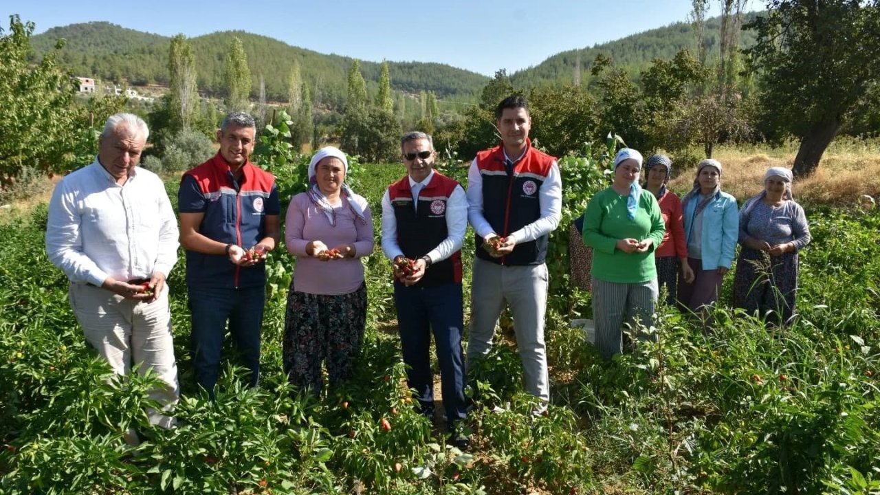 Bozdoğan’da turşuluk biber hasadı gerçekleştirildi
